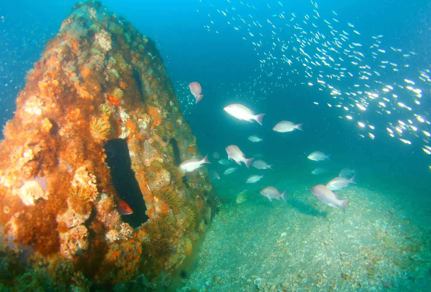 A vibrant coral-encrusted memorial reef surrounded by a shimmering school of fish in clear blue water.