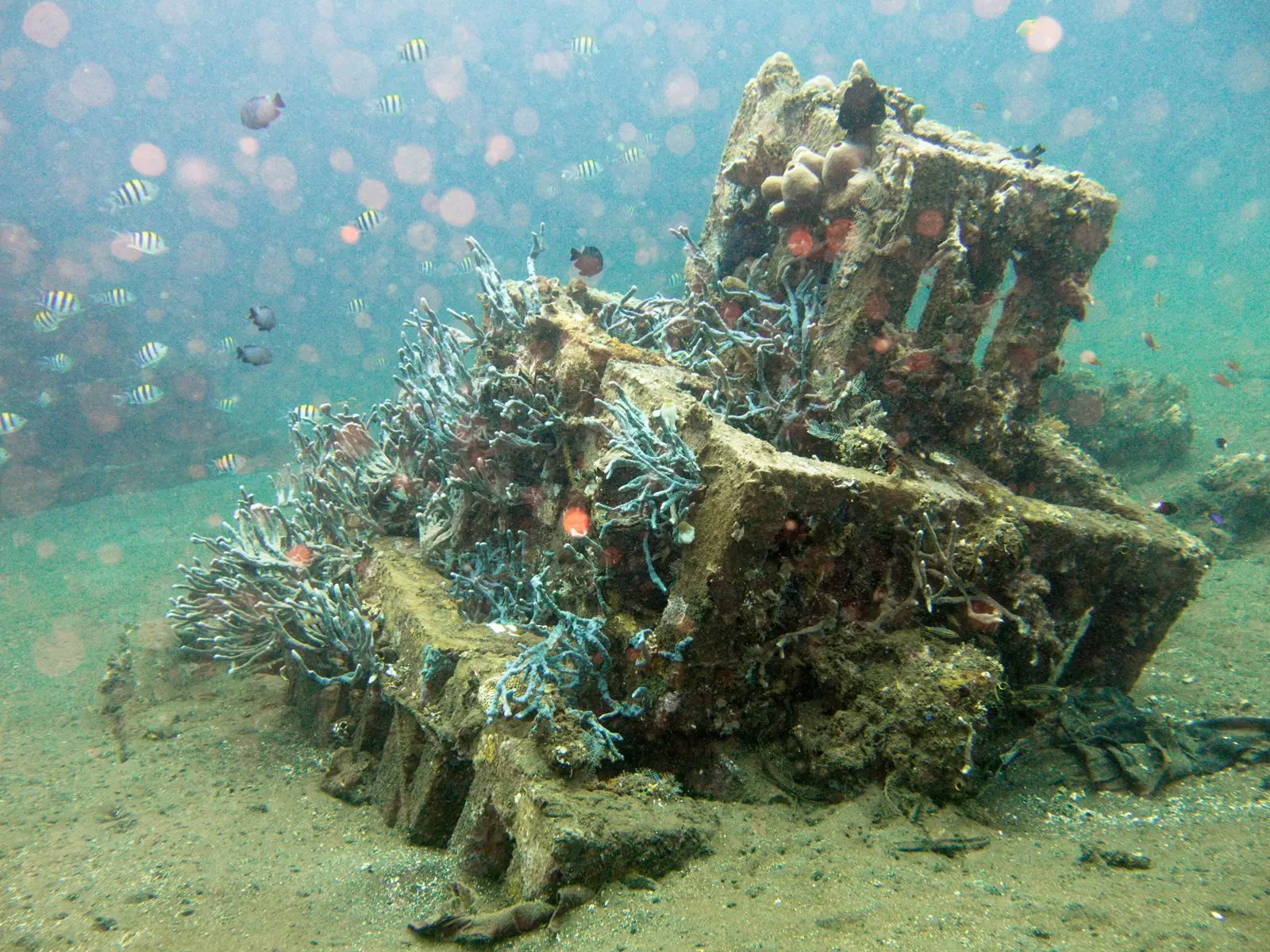 Tropical fish swim around a memorial reef module flourishing with blue soft-coral growth.